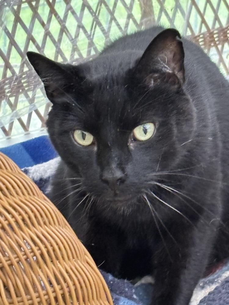Cats & Kittens for Adoption in Morrisville, NY | Petfinder