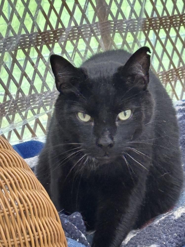 Enlarge ZIGGY, a Adoptable Domestic Short Hair in New Woodstock, NY image 2/5