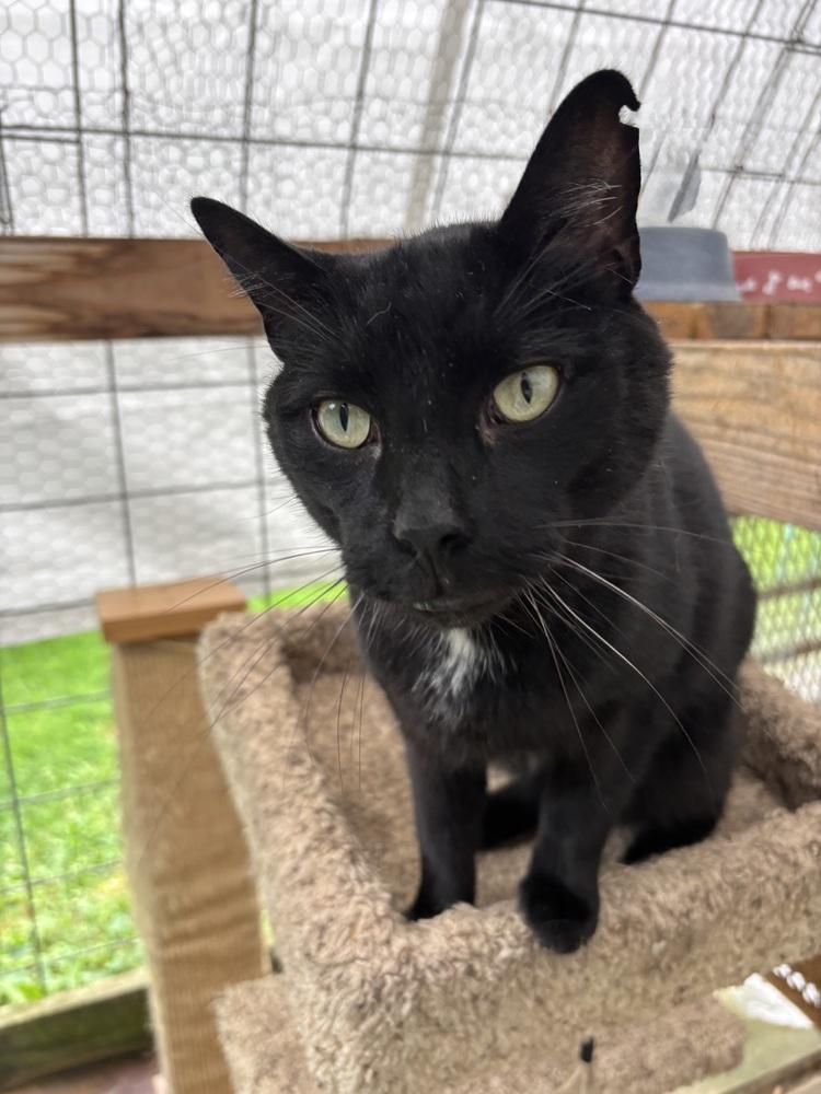 Enlarge ZIGGY, a Adoptable Domestic Short Hair in New Woodstock, NY image 3/5