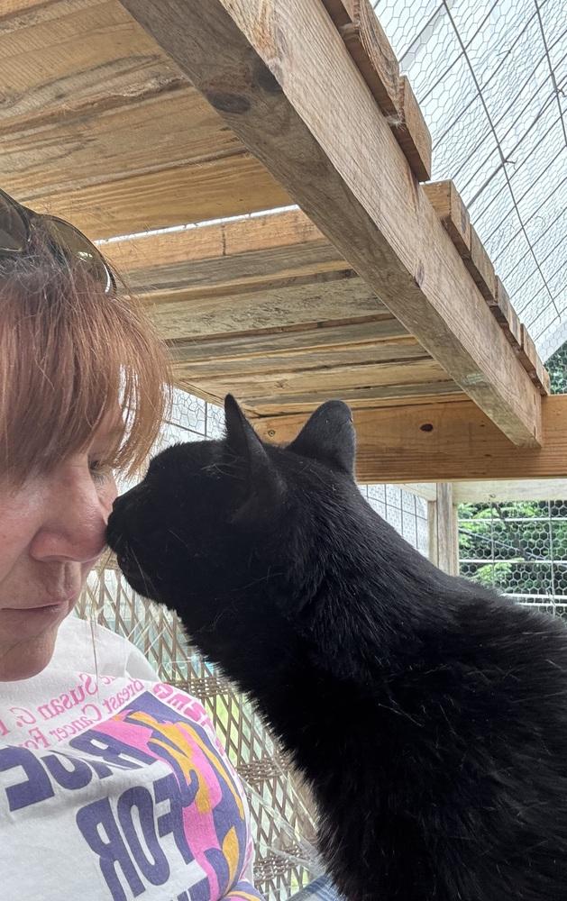 Enlarge ZIGGY, a Adoptable Domestic Short Hair in New Woodstock, NY image 4/5