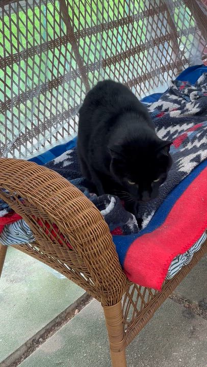 Enlarge ZIGGY, a Adoptable Domestic Short Hair in New Woodstock, NY video 5/5