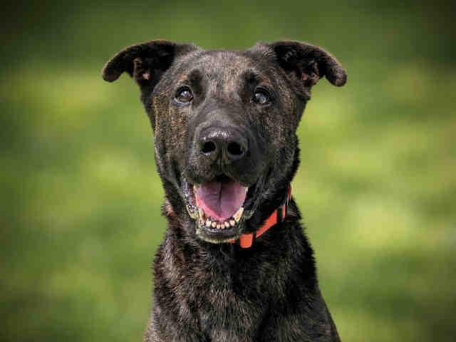 RHETT, Adoptable, Adult Male Dutch Shepherd.