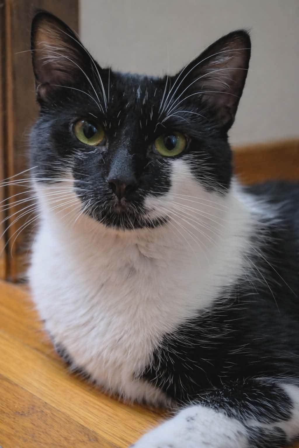 Enlarge Ace, a Adopted mixed breed in Mankato, MN image 1/3