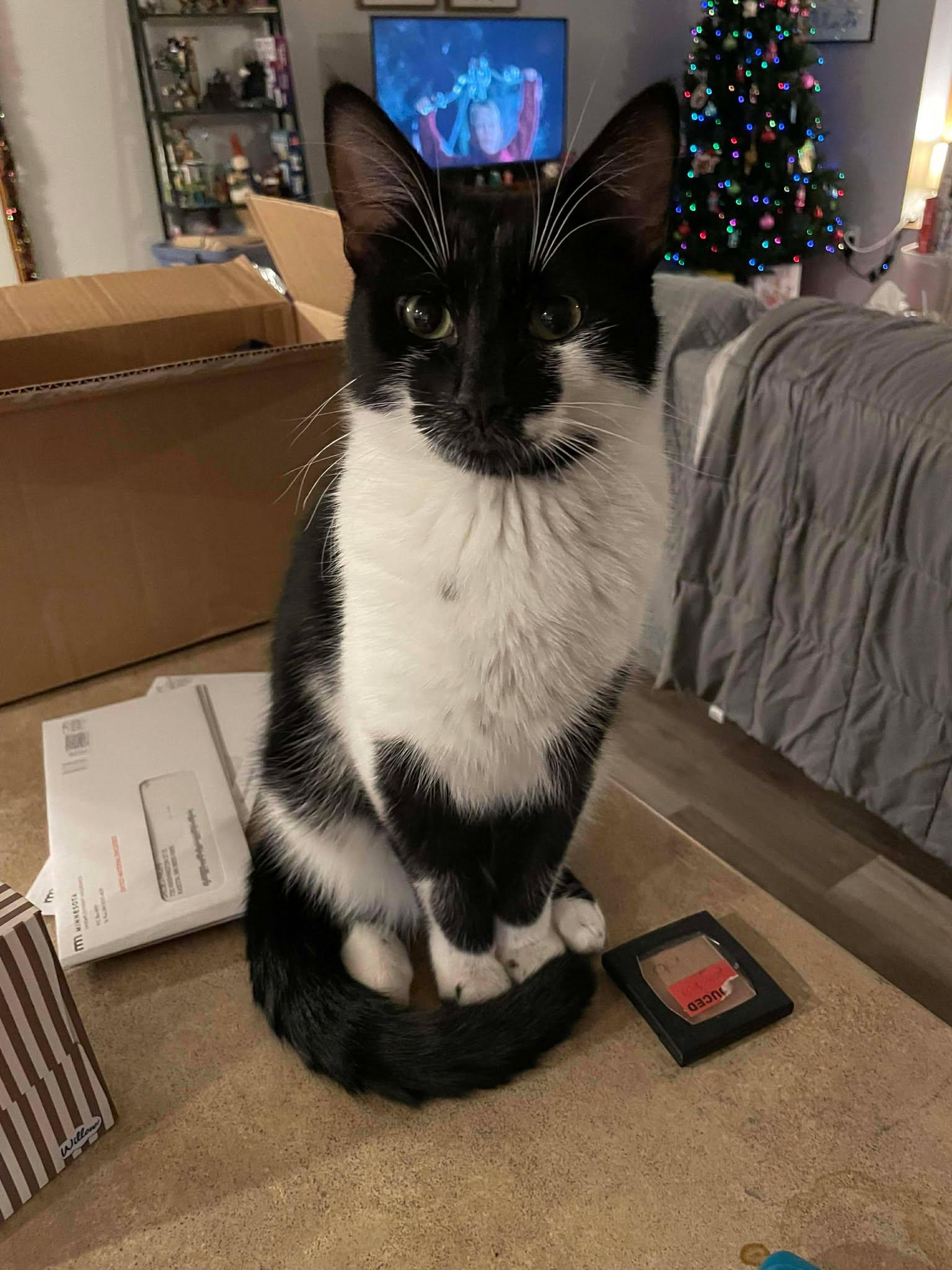 Enlarge Ace, a Adopted mixed breed in Mankato, MN image 2/3