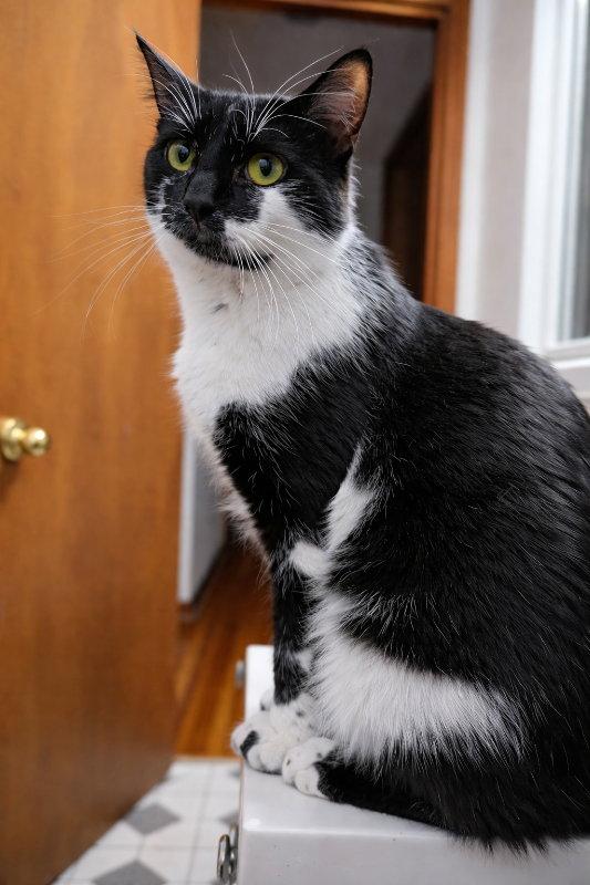 Enlarge Ace, a Adopted mixed breed in Mankato, MN image 3/3