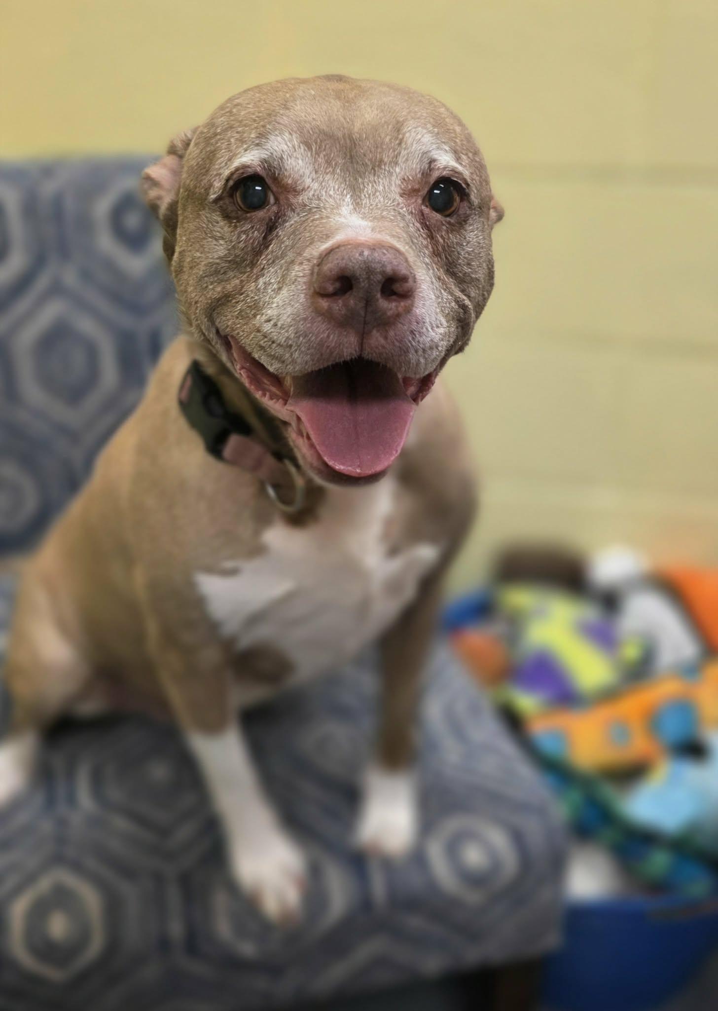 Lillie Bell, a ADOPTABLE mixed breed in Amherst, VA image 3/5