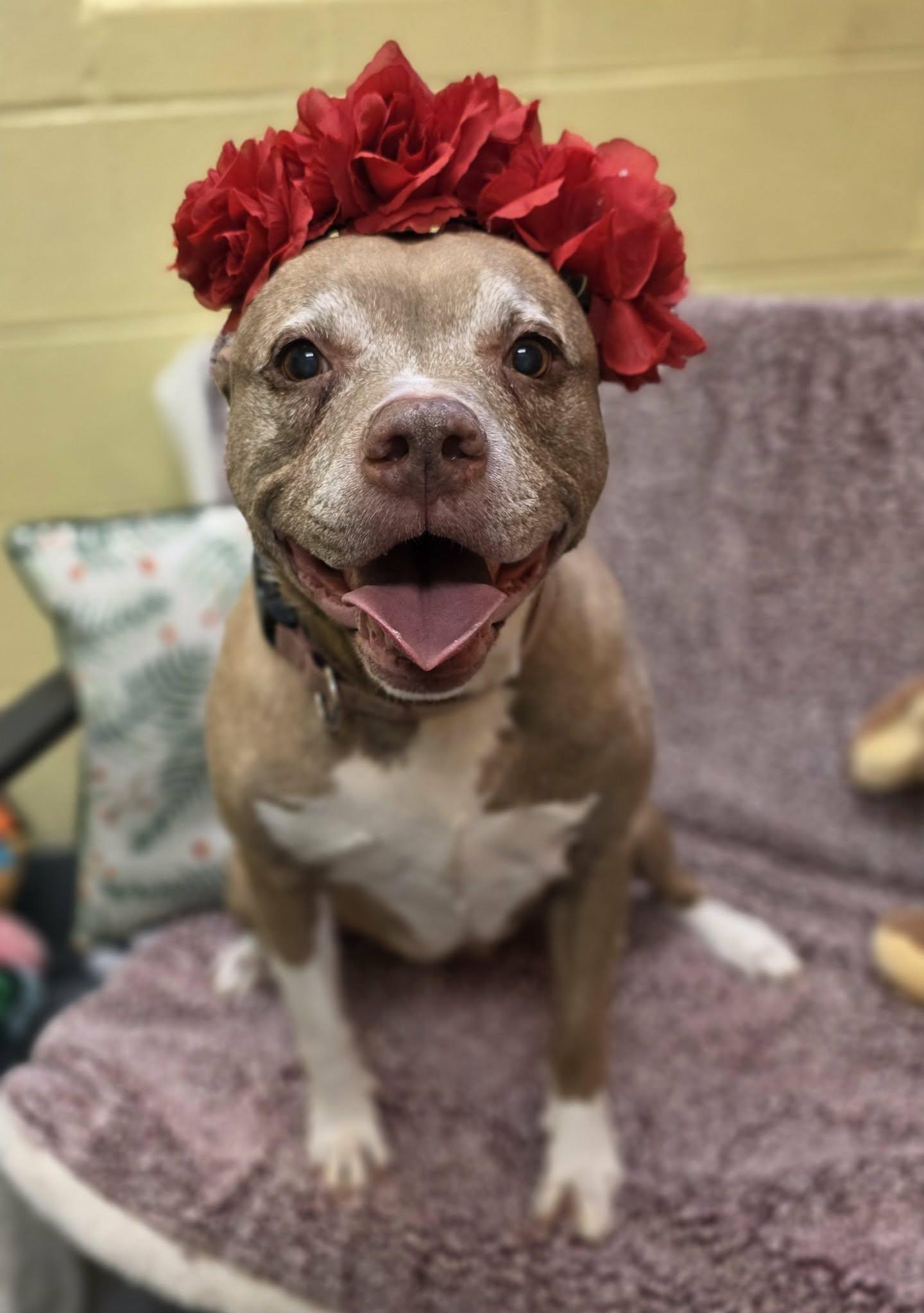 Lillie Bell, ADOPTABLE, Senior Female Pit Bull Terrier & Boston Terrier.