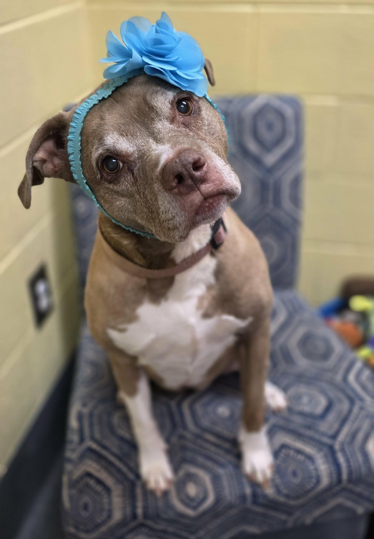 Lillie Bell, a ADOPTABLE mixed breed in Amherst, VA image 2/5