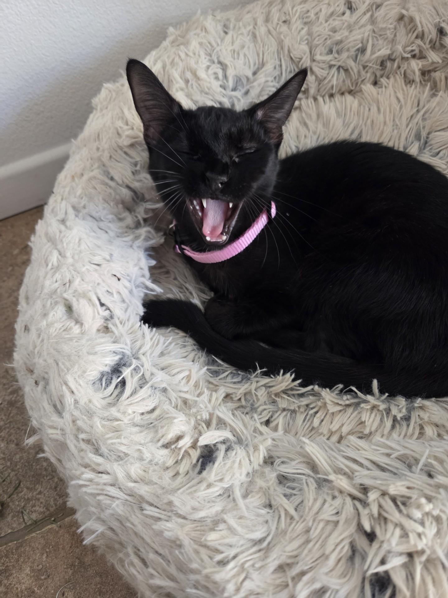 Enlarge Juno, a ADOPTABLE Domestic Short Hair in Brea, CA image 3/3