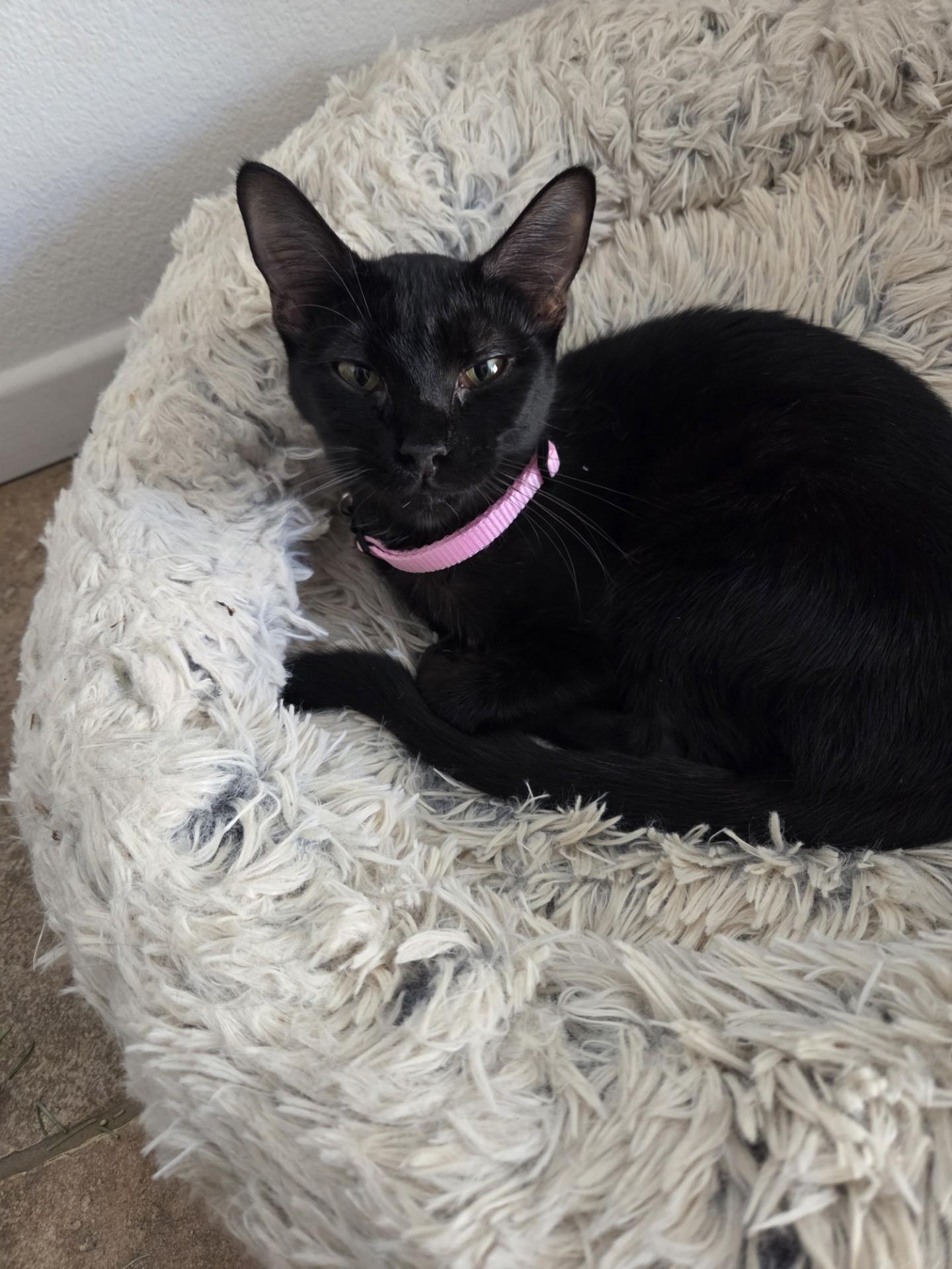 Enlarge Juno, a ADOPTABLE Domestic Short Hair in Brea, CA image 2/3