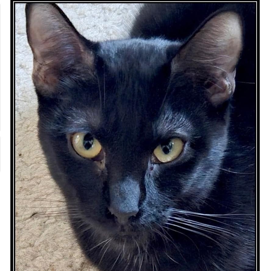 Juno, ADOPTABLE, Young Female Domestic Short Hair.
