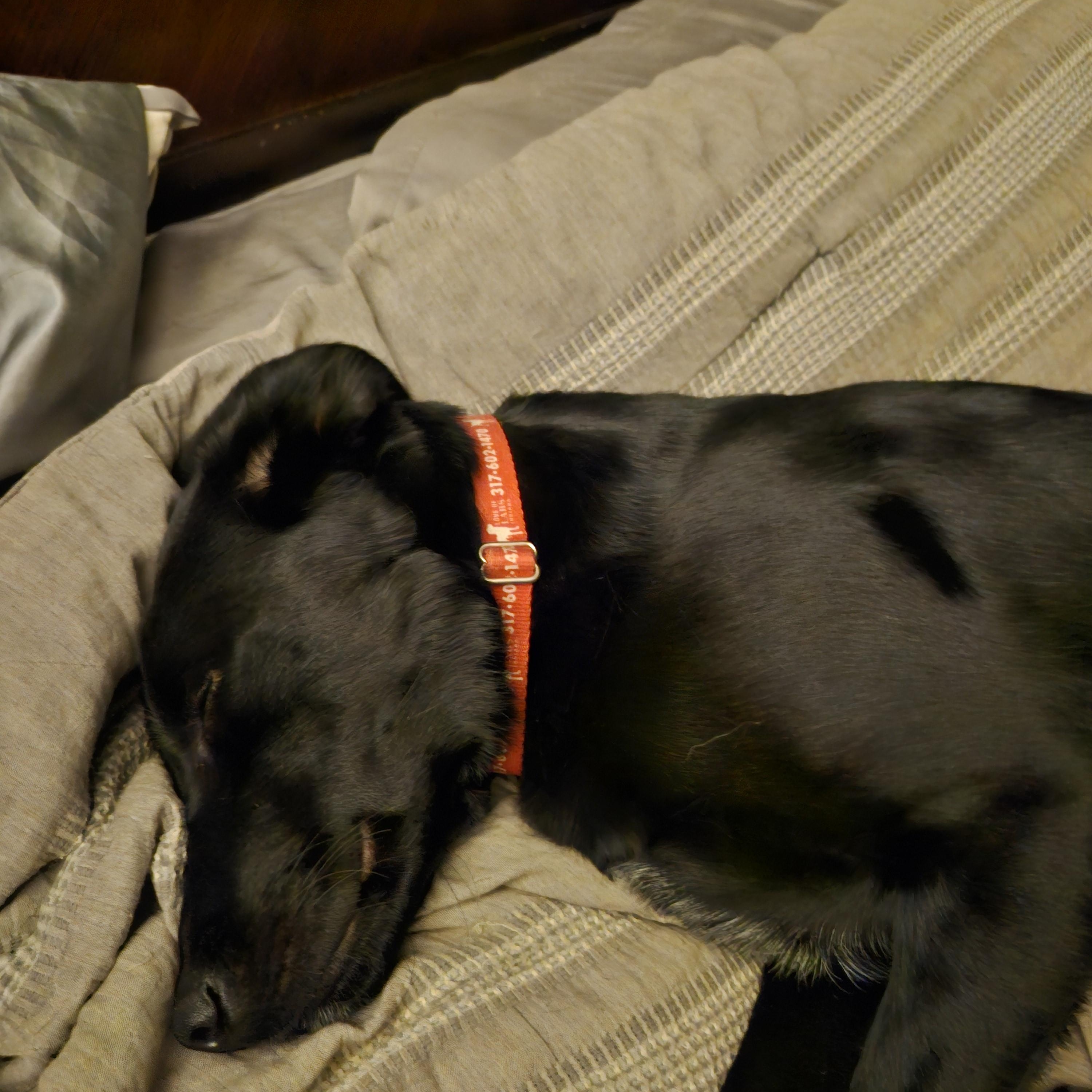 Luke, Adoptable, Puppy Male Labrador Retriever.