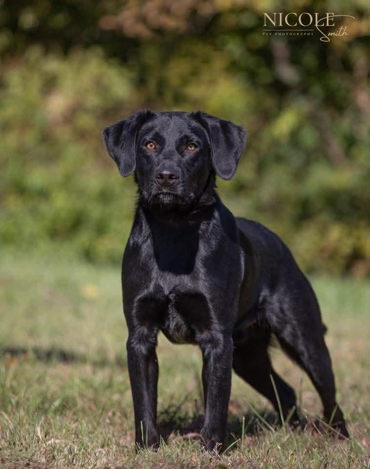 Enlarge Luke, a Adoptable Labrador Retriever in Indianapolis, IN image 4/6