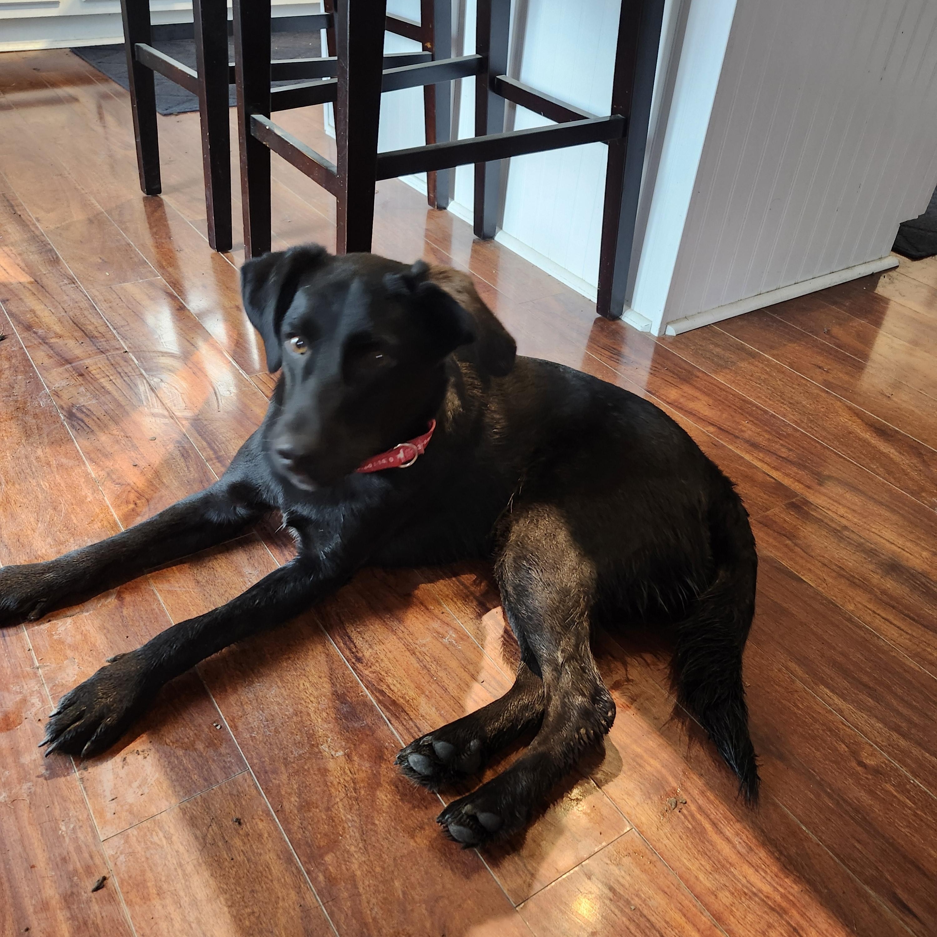 Enlarge Luke, a Adoptable Labrador Retriever in Indianapolis, IN image 2/4