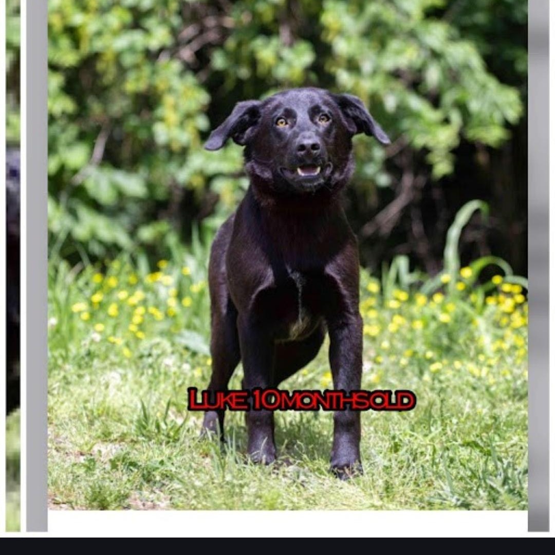 Enlarge Luke, a Adoptable Labrador Retriever in Indianapolis, IN image 3/4