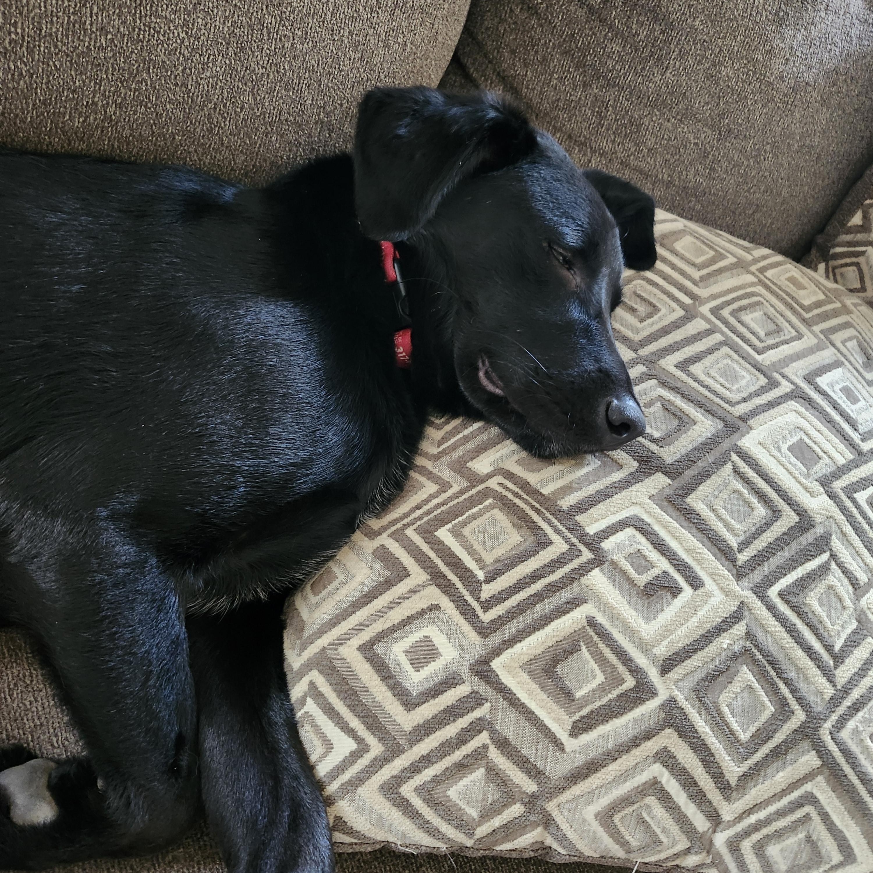 Enlarge Luke, a Adoptable Labrador Retriever in Indianapolis, IN image 4/4
