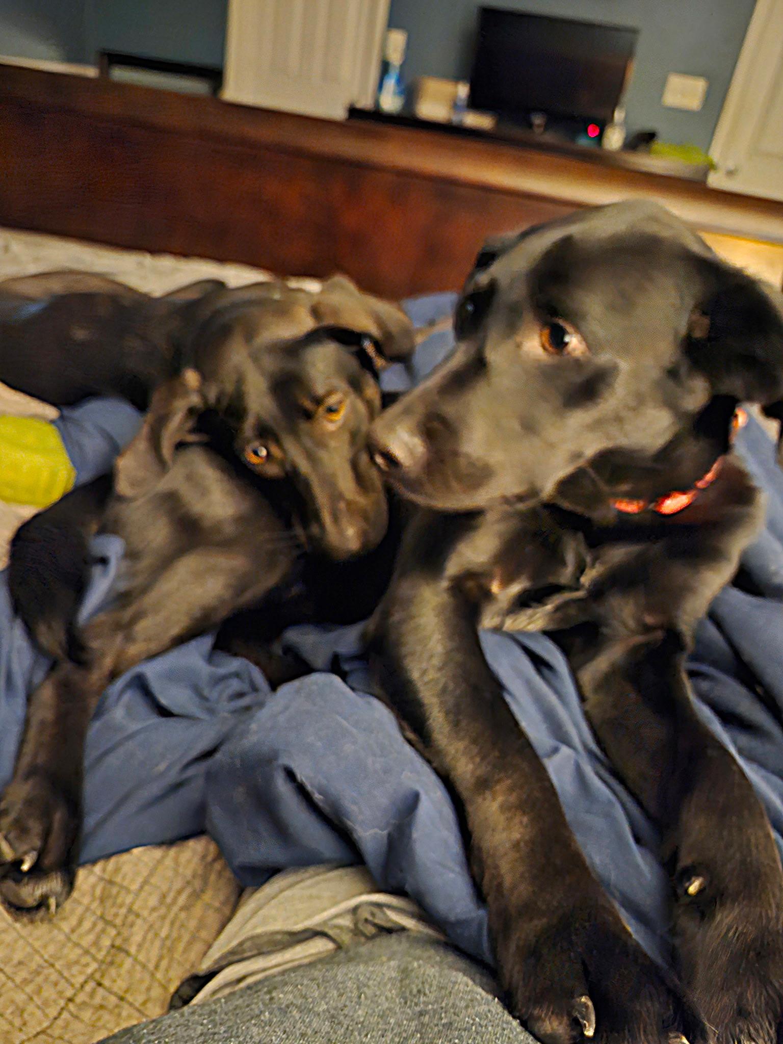 Enlarge Luke, a Adoptable Labrador Retriever in Indianapolis, IN image 6/6