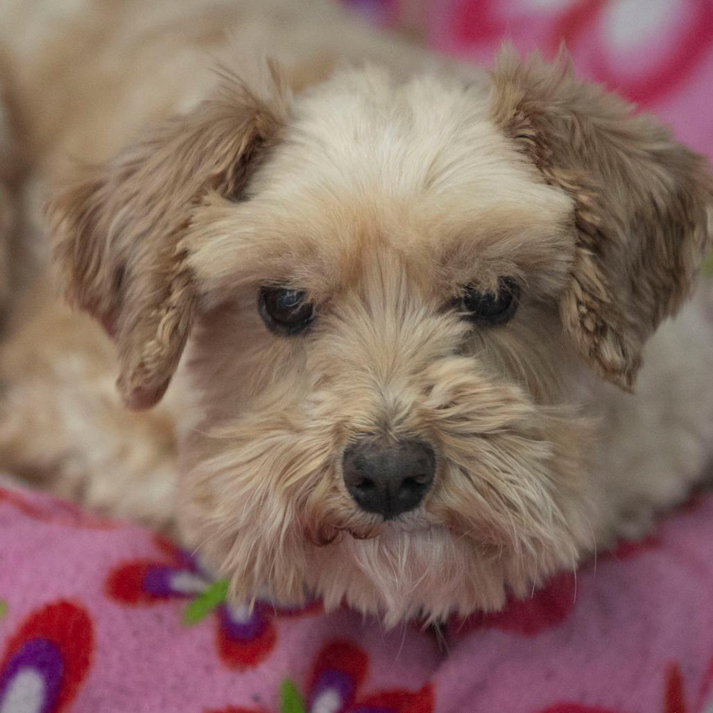 Enlarge Howard (JN25-366), a Adoptable Schnauzer in Peyton, CO image 5/6