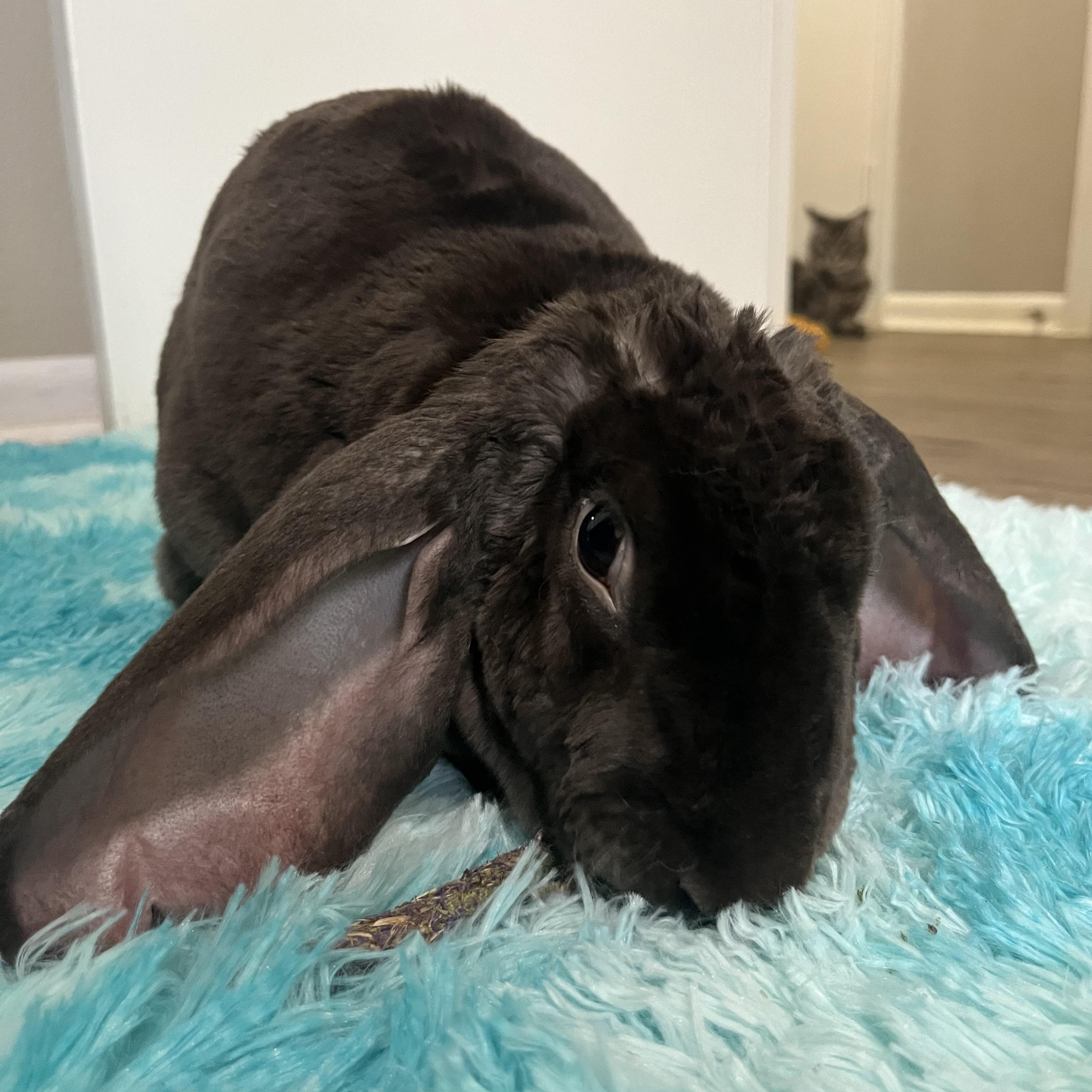 Coco, ADOPTABLE, Adult Male Rex & English Lop.