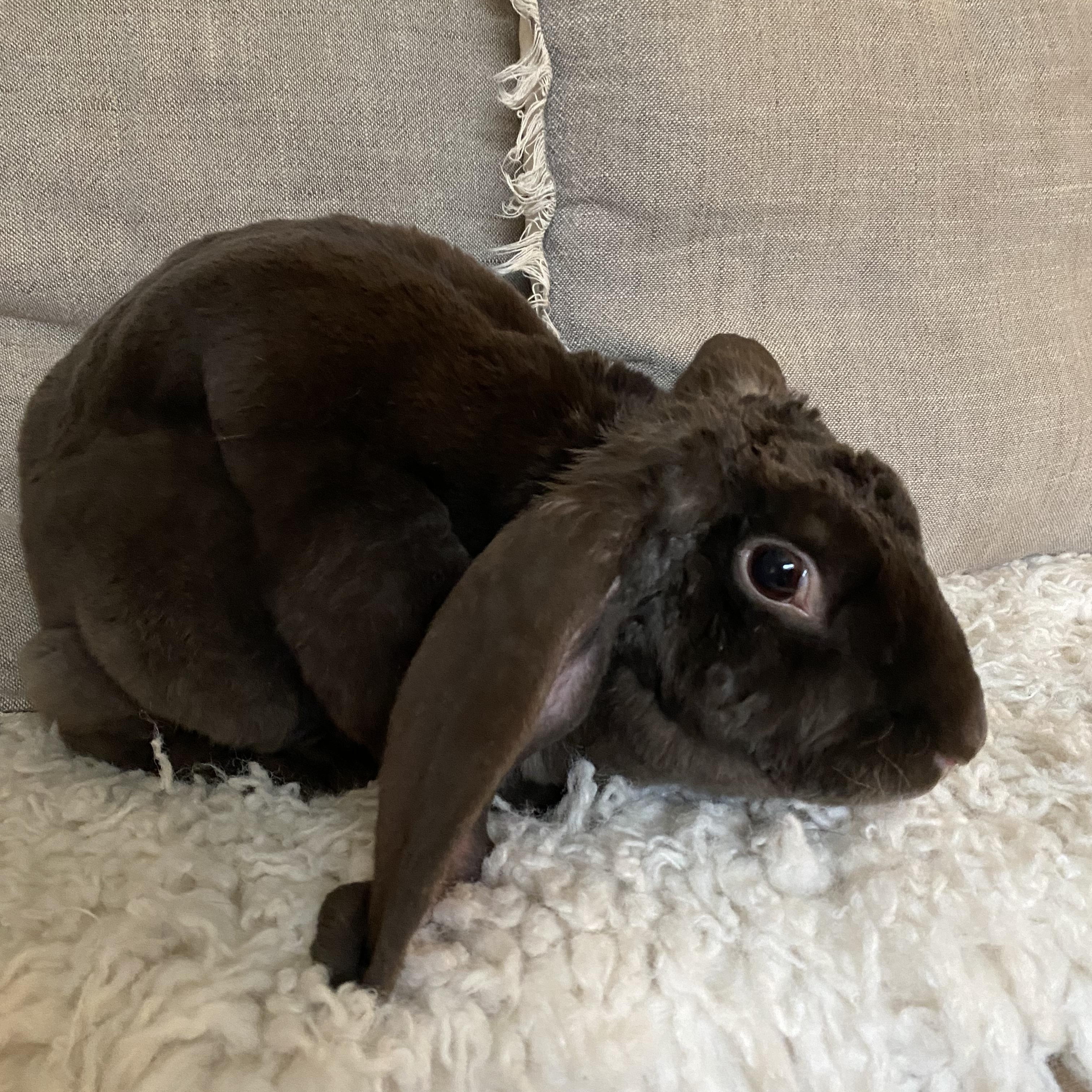 Enlarge Coco, a ADOPTABLE mixed breed in San Antonio, TX image 3/4