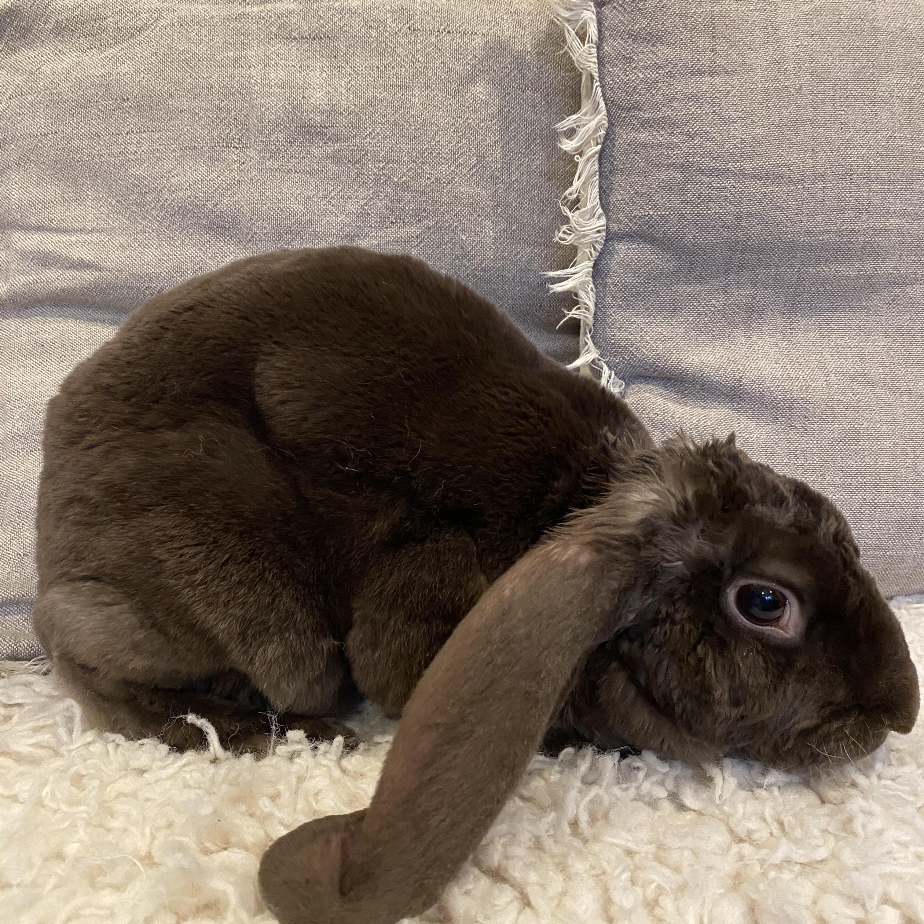 Enlarge Coco, a ADOPTABLE mixed breed in San Antonio, TX image 4/4