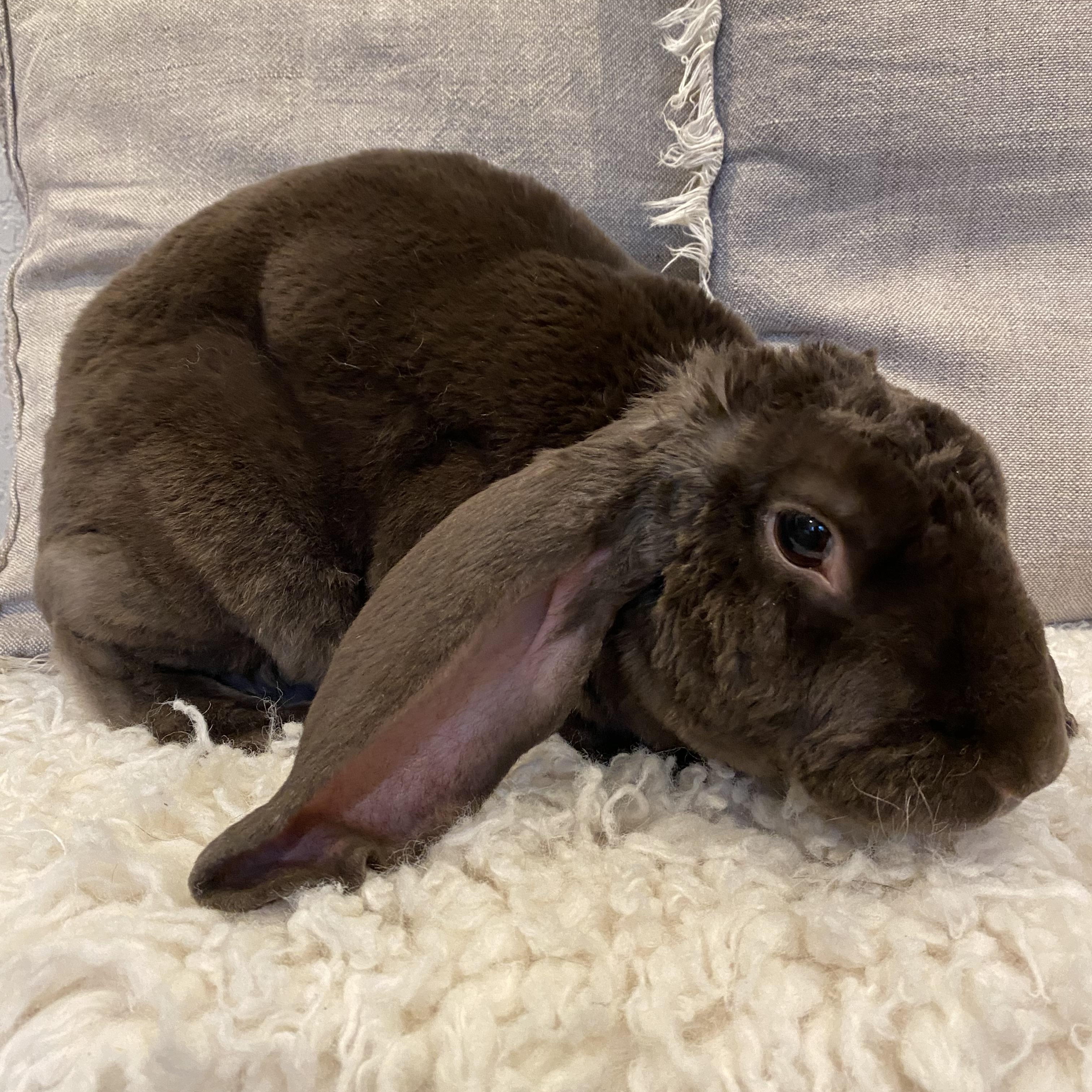 Enlarge Coco, a ADOPTABLE mixed breed in San Antonio, TX image 2/4