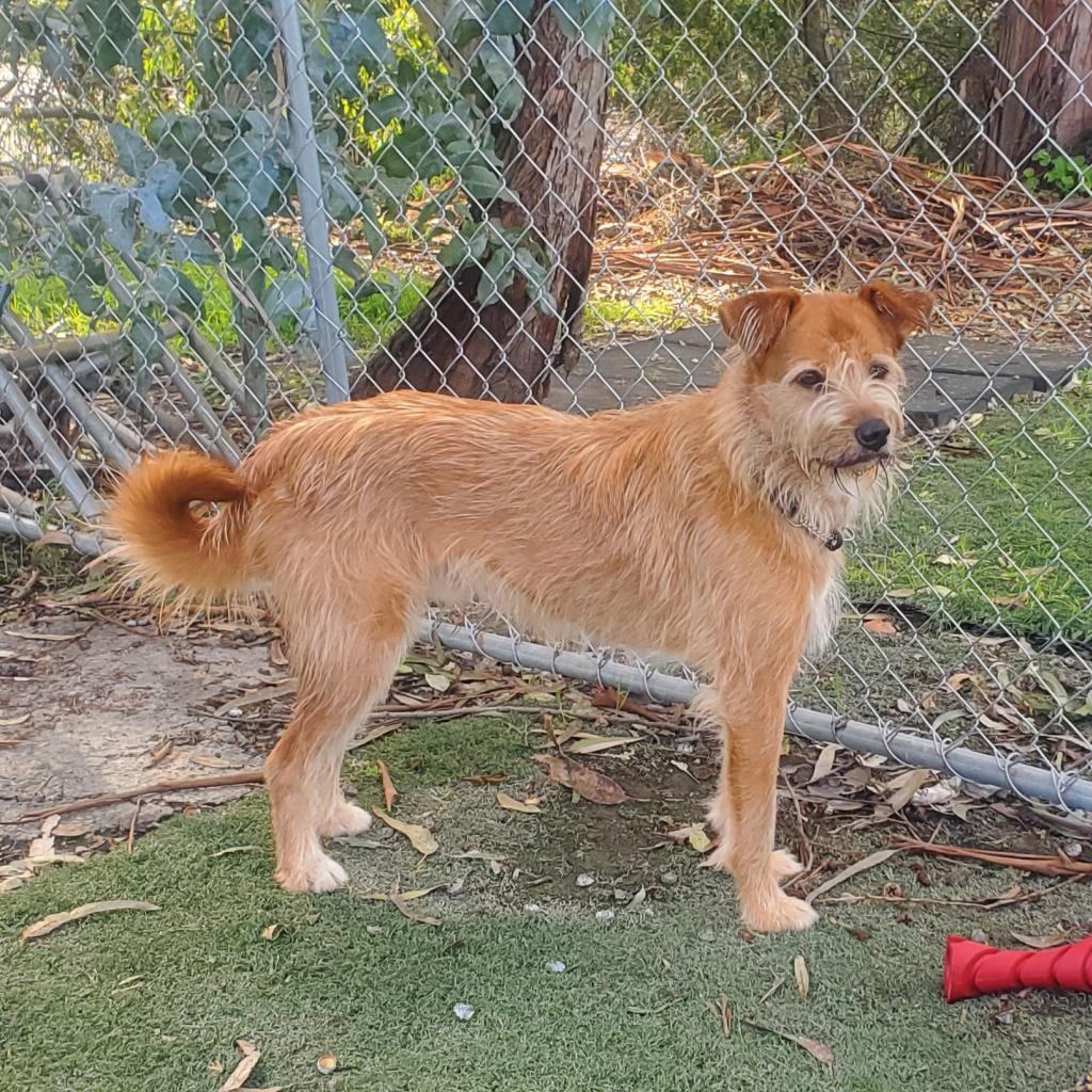 Pepe, Adoptable, Adult Male Jindo.