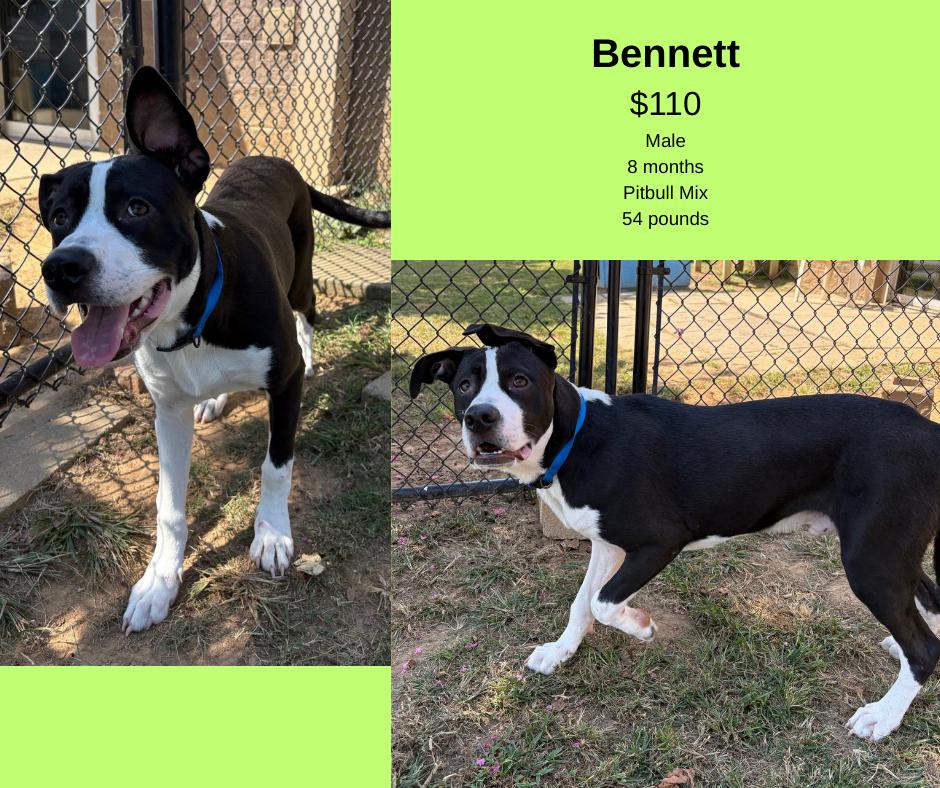 Bennett, Adoptable, Young Male Pit Bull Terrier.