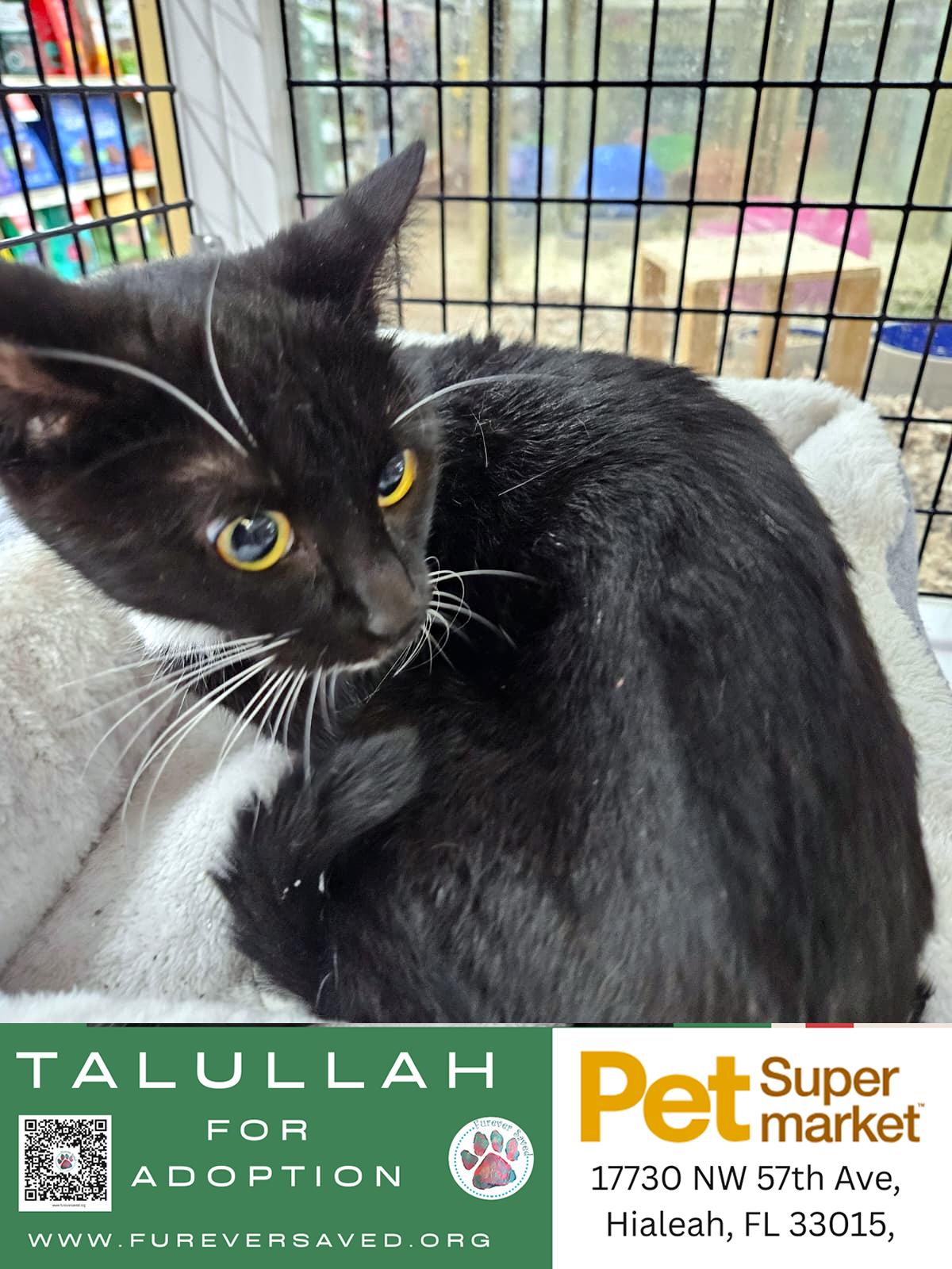 Enlarge Talullah, a ADOPTABLE Domestic Long Hair in Miami, FL image 4/4