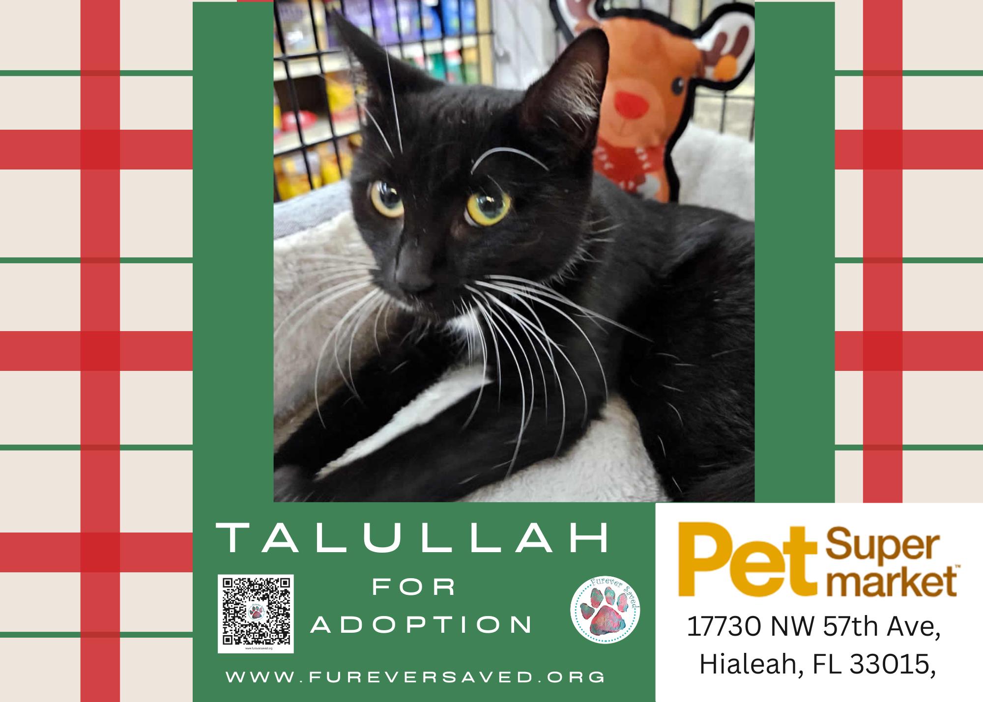 Talullah, ADOPTABLE, Kitten Female Domestic Long Hair.