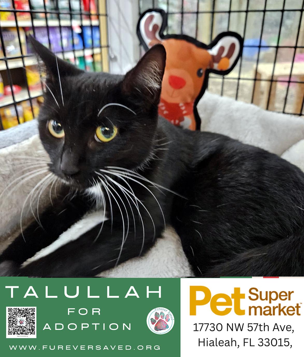 Enlarge Talullah, a ADOPTABLE Domestic Long Hair in Miami, FL image 3/4