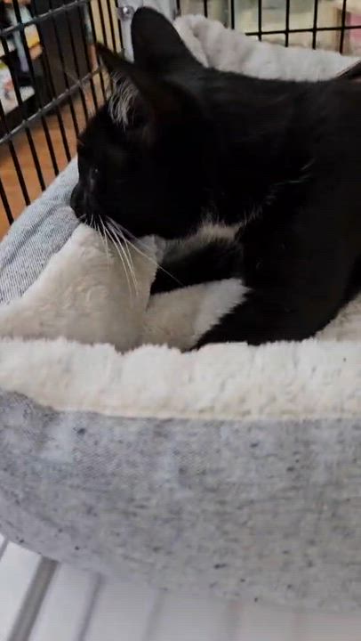 Enlarge Talullah, a ADOPTABLE Domestic Long Hair in Miami, FL video 2/4