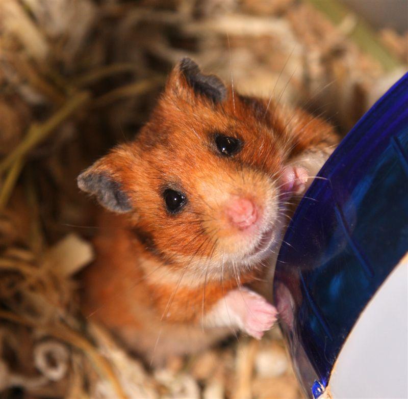 Enlarge Pumpkin Pie, a Adopted Hamster in Key West, FL image 1/1