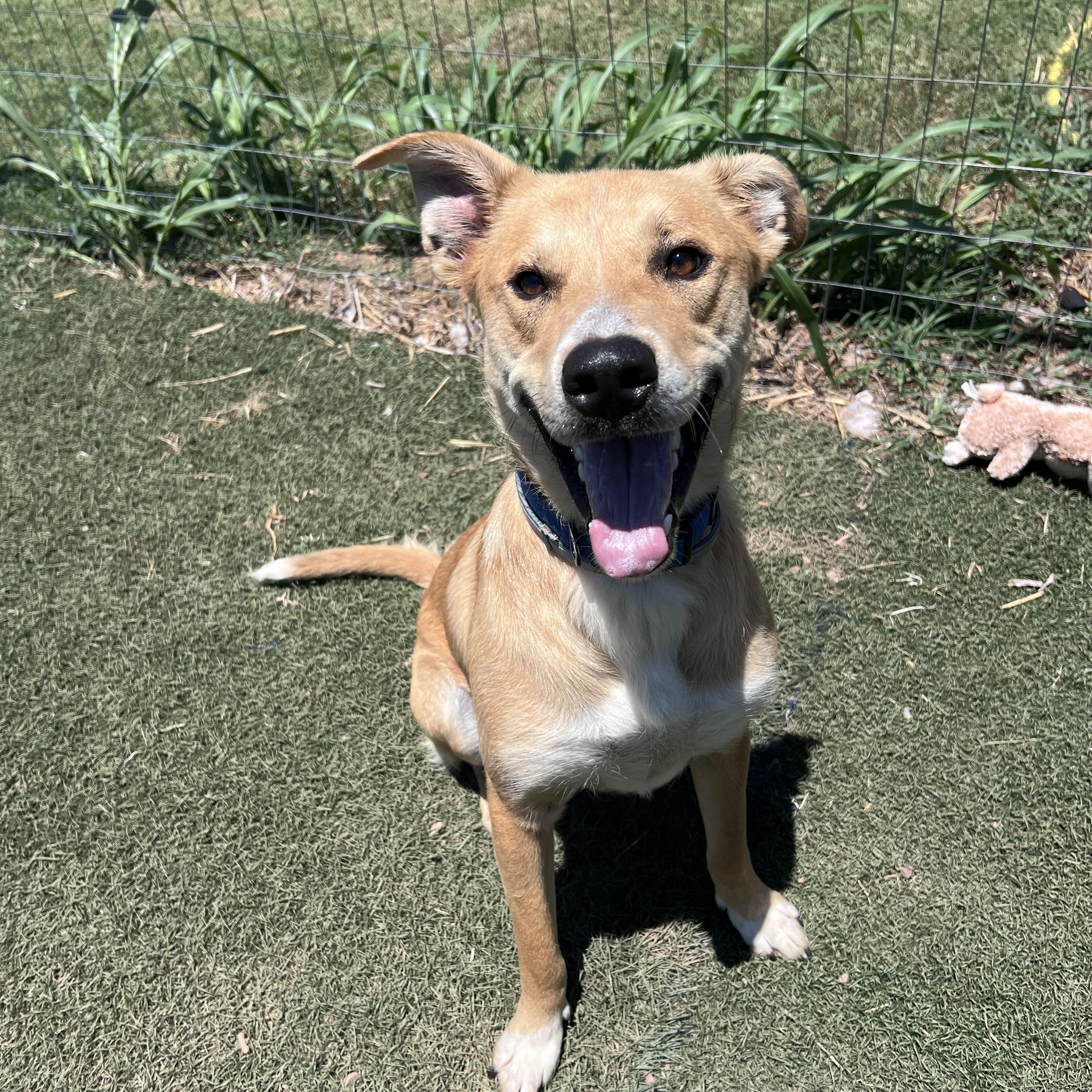 Enlarge Gunner, a Adoptable mixed breed in Blanchard, OK image 2/5