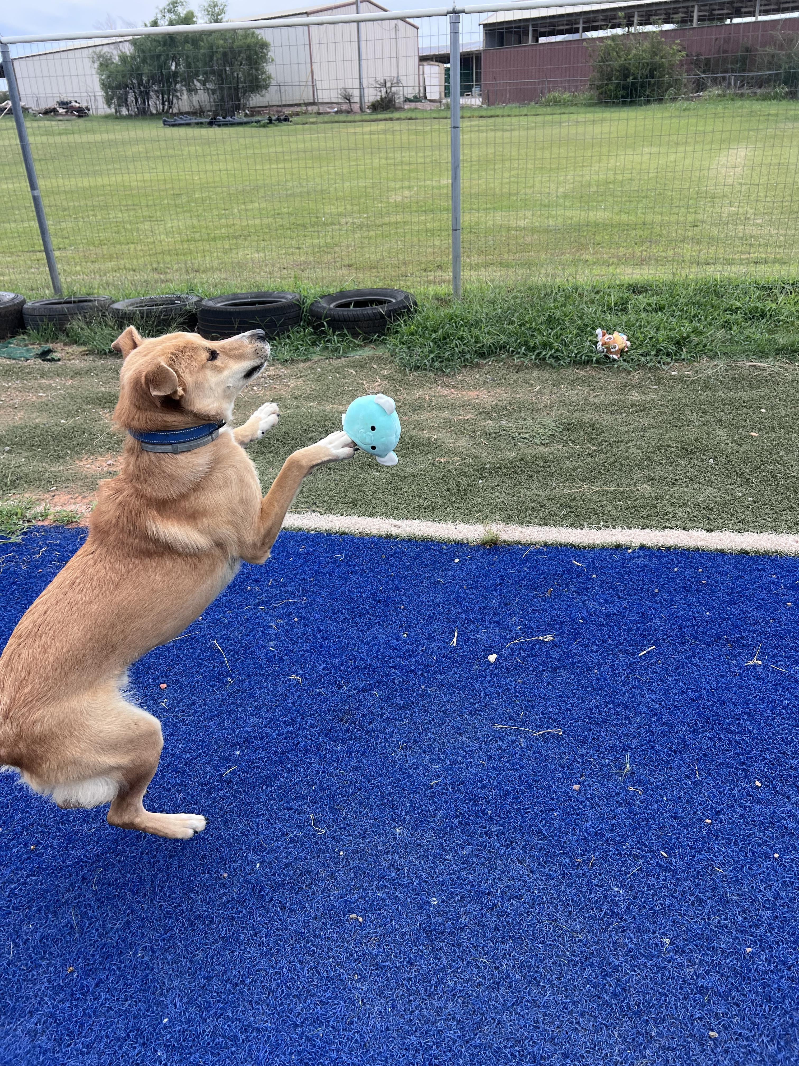 Enlarge Gunner, a Adoptable mixed breed in Blanchard, OK image 5/5