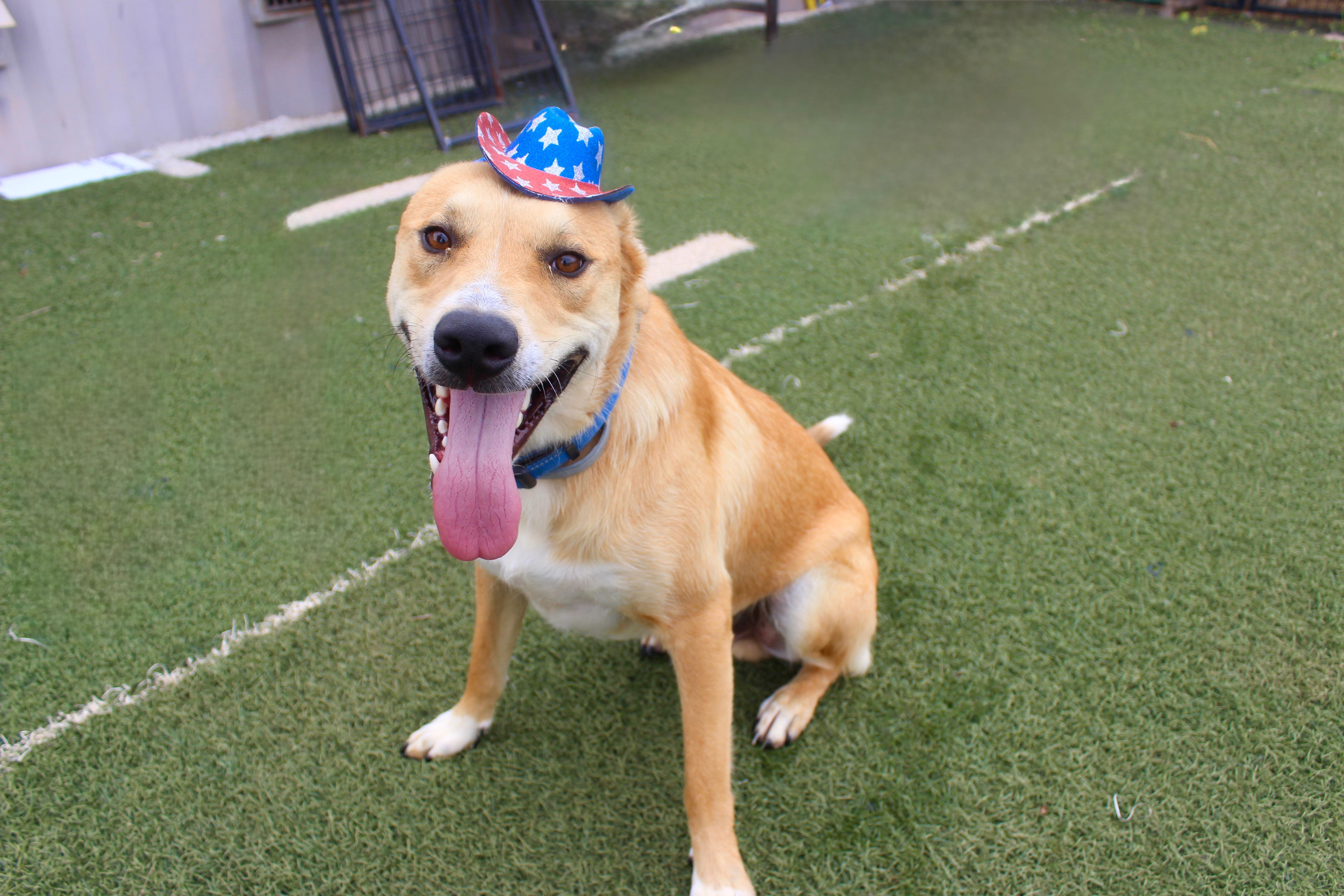 Gunner, Adoptable, Adult Male Yellow Labrador Retriever.