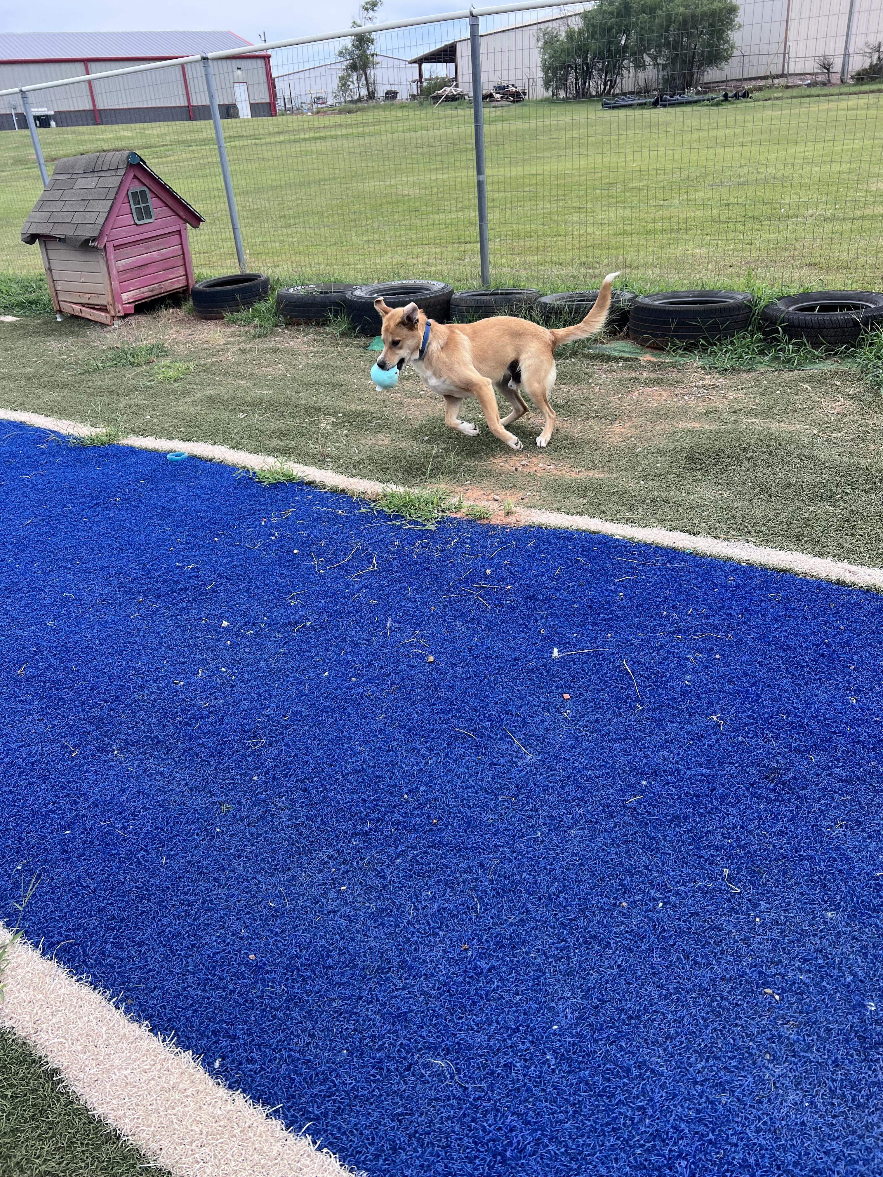 Enlarge Gunner, a Adoptable mixed breed in Blanchard, OK image 4/5