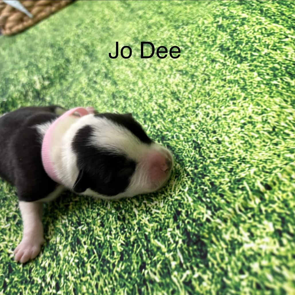 Enlarge Jo Dee, a ADOPTABLE Pit Bull Terrier in North Bend, OR image 1/1
