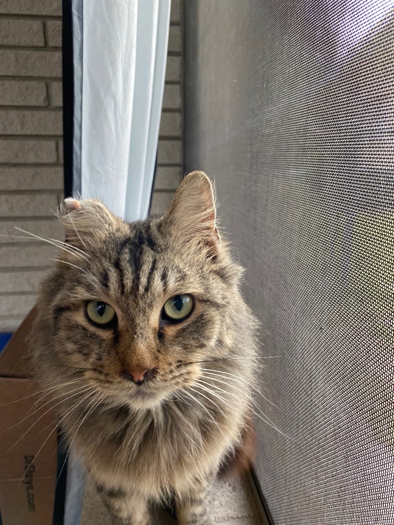 Belvedere, an adoptable Maine Coon in Mabank, TX, 75156 | Photo Image 1