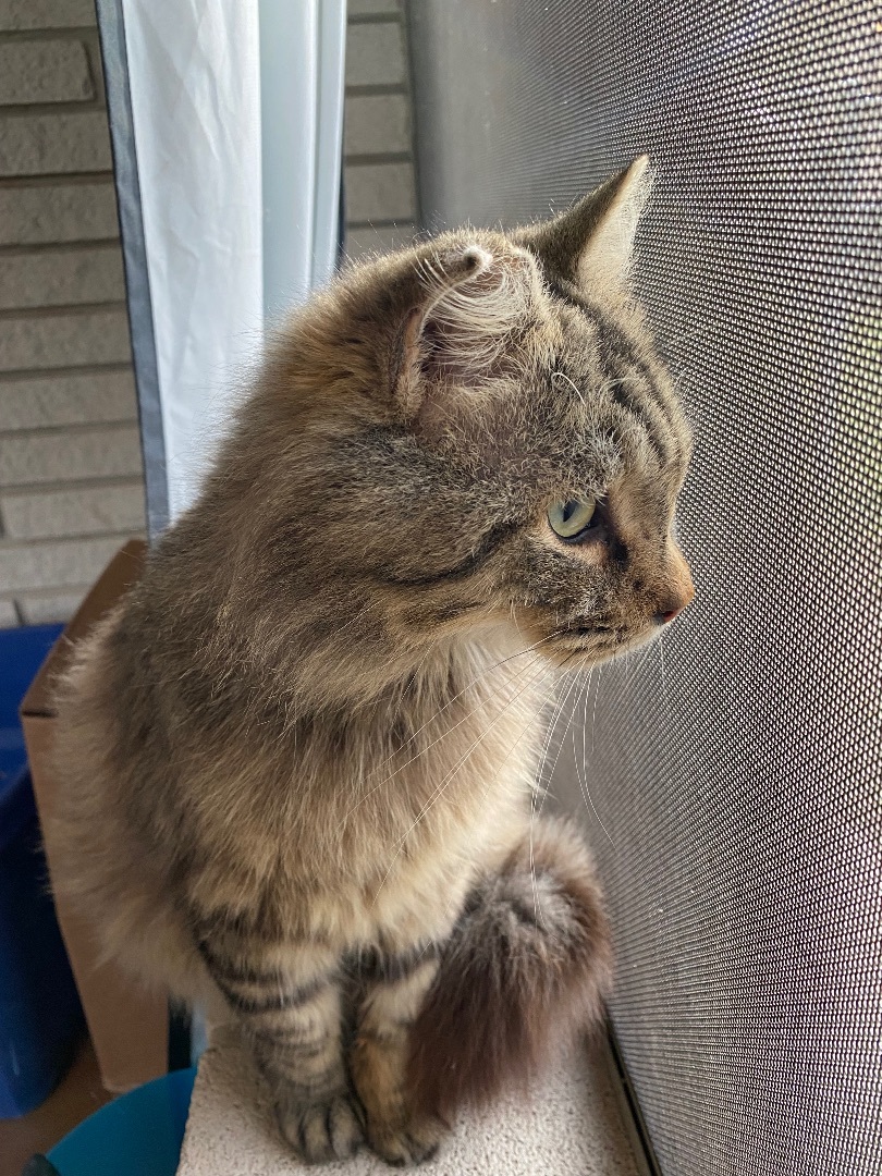 Belvedere, an adoptable Maine Coon in Mabank, TX, 75156 | Photo Image 6