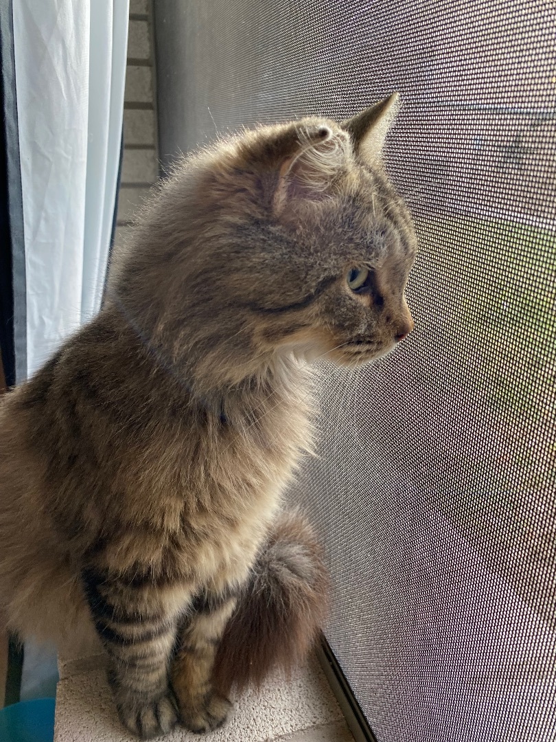 Belvedere, an adoptable Maine Coon in Mabank, TX, 75156 | Photo Image 4