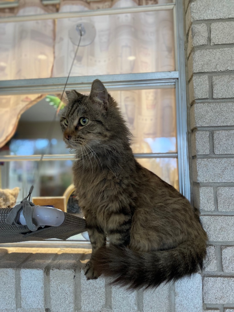 Belvedere, an adoptable Maine Coon in Mabank, TX, 75156 | Photo Image 3