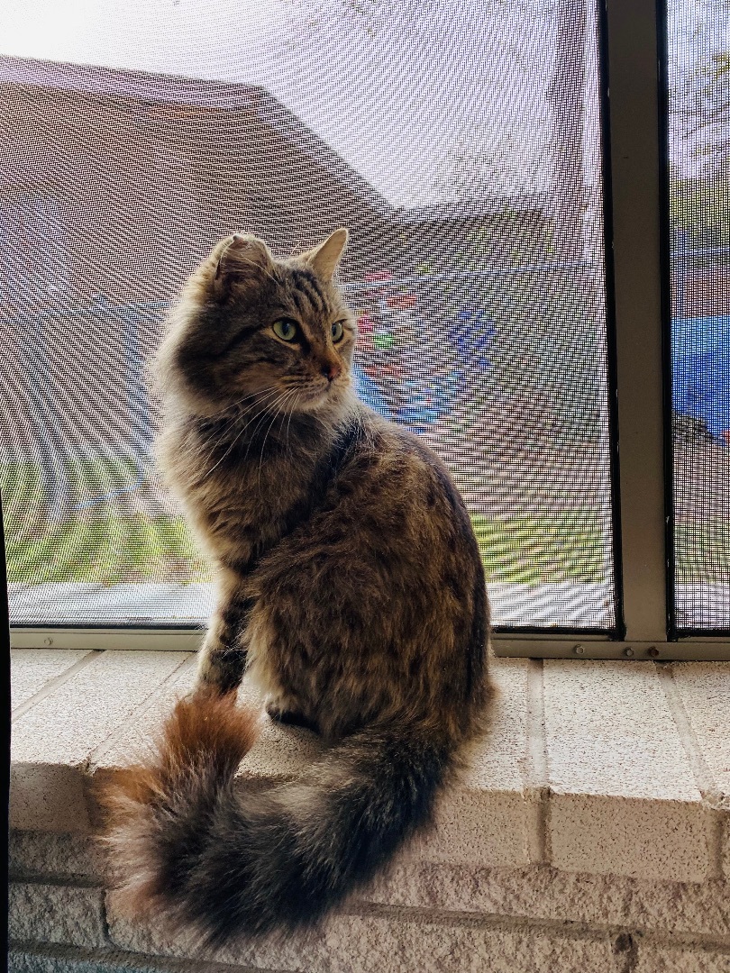 Belvedere, an adoptable Maine Coon in Mabank, TX, 75156 | Photo Image 5