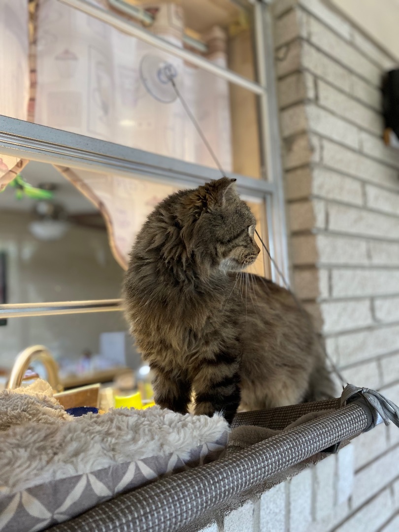 Belvedere, an adoptable Maine Coon in Mabank, TX, 75156 | Photo Image 2