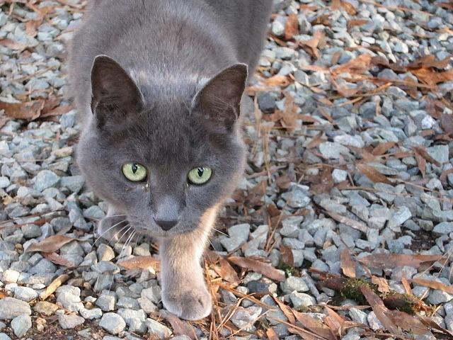 Lalla — thumbnail 2