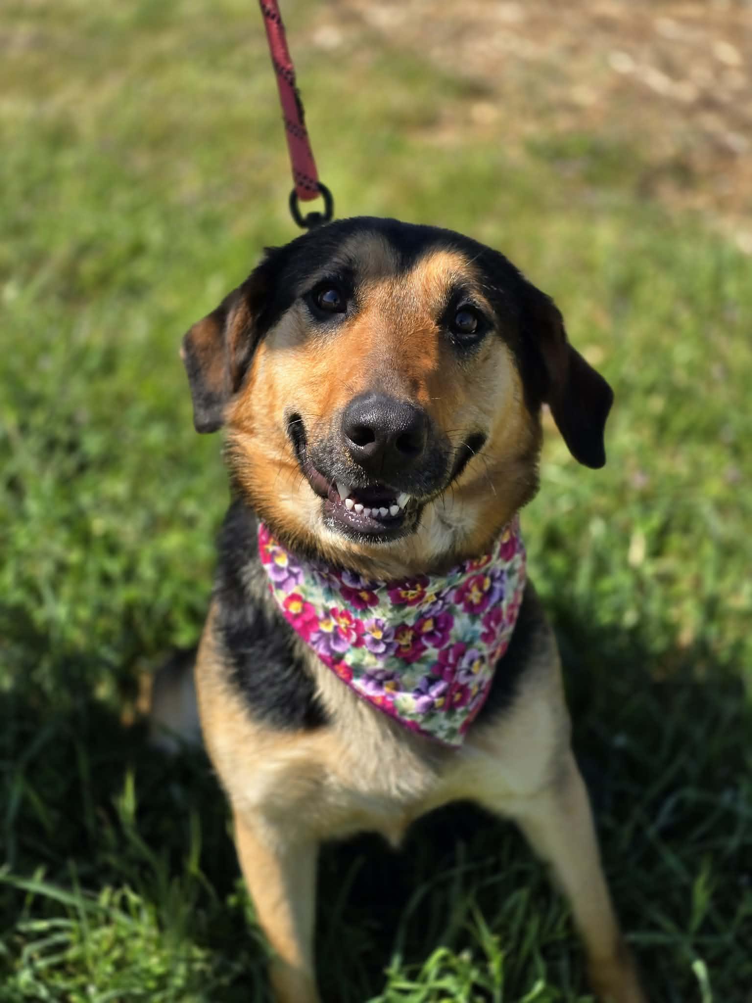 Enlarge Lazzy, an adopted mixed breed in Grants Pass, OR image 3/3
