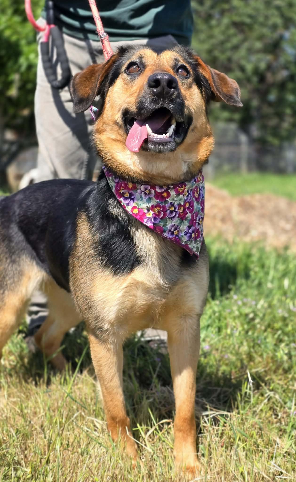 Enlarge Lazzy, an adopted mixed breed in Grants Pass, OR image 2/3