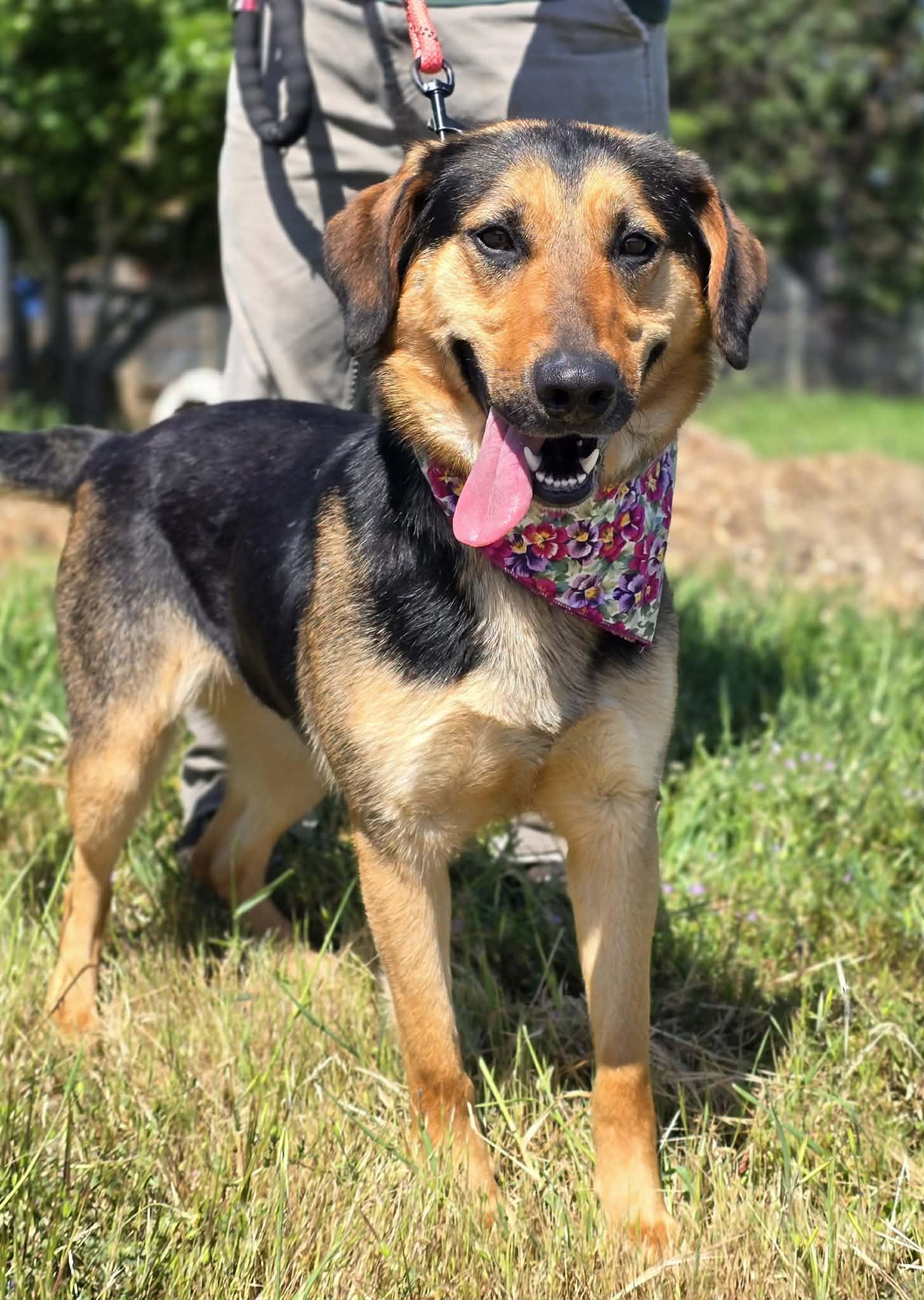 Lazzy, adopted, Young Female German Shepherd Dog & Labrador Retriever.