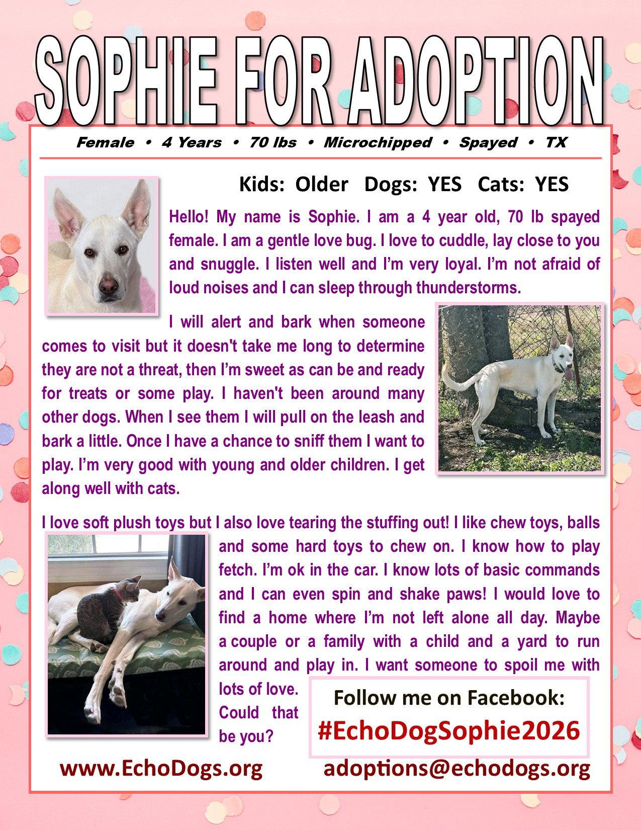 Sophie, Adoptable, Adult Female White German Shepherd.