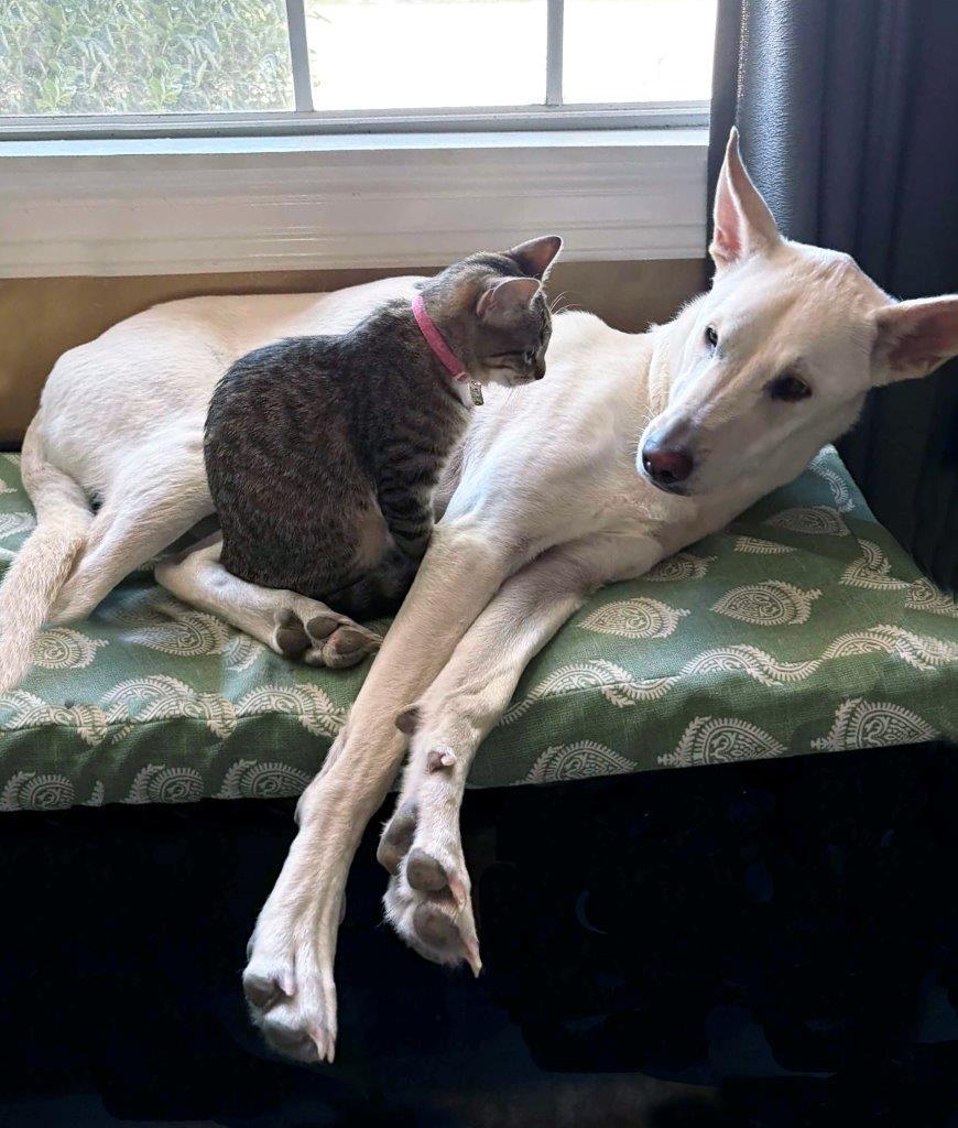 Enlarge Sophie, a Adoptable White German Shepherd in Londonderry, NH image 2/3